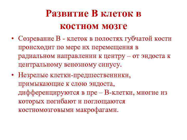 Развитие В клеток в костном мозге • Созревание В - клеток в полостях губчатой