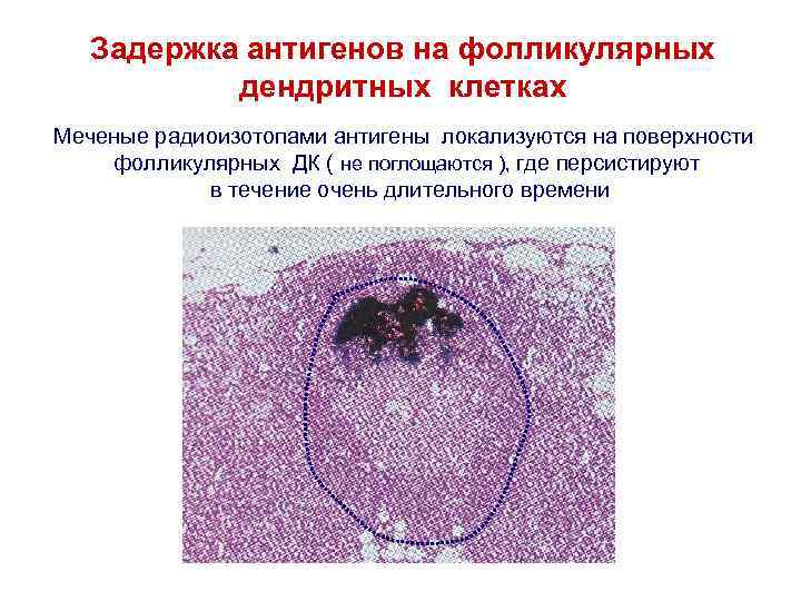 Задержка антигенов на фолликулярных дендритных клетках Меченые радиоизотопами антигены локализуются на поверхности фолликулярных ДК
