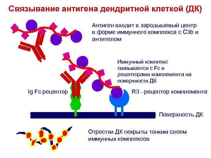 Презентация антигенов дендритными клетками