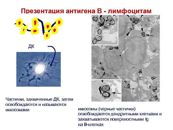 Презентация антигена В - лимфоцитам ДК Частички, захваченные ДК, затем освобождаются и называются иккосомами