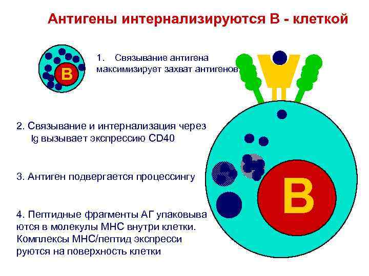 Антигены интернализируются В - клеткой B 1. Связывание антигена максимизирует захват антигенов 2. Связывание