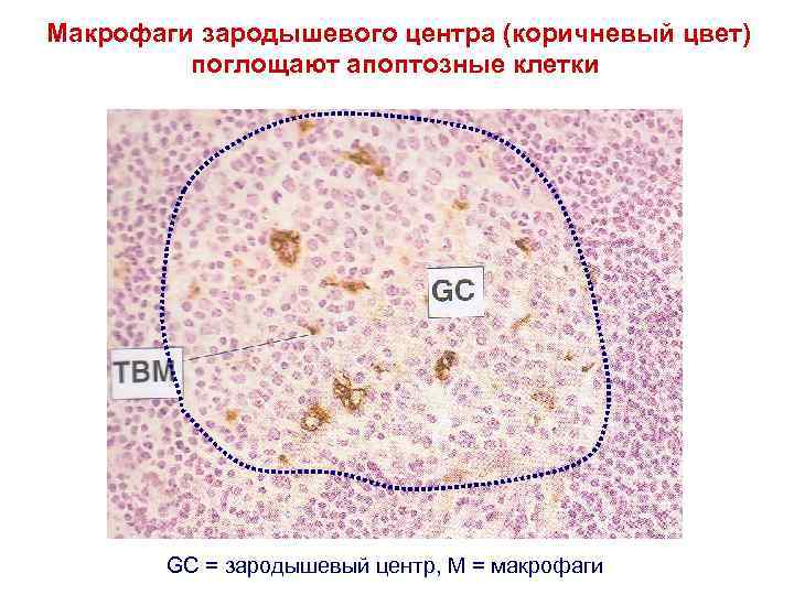 Макрофаги зародышевого центра (коричневый цвет) поглощают апоптозные клетки GC = зародышевый центр, M =