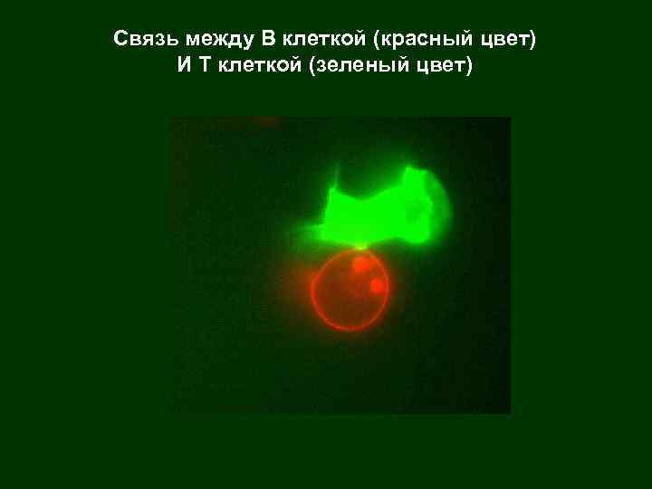 Связь между В клеткой (красный цвет) И Т клеткой (зеленый цвет) 