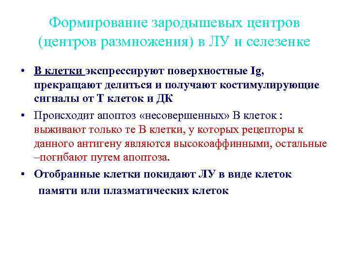 Формирование зародышевых центров (центров размножения) в ЛУ и селезенке • B клетки экспрессируют поверхностные