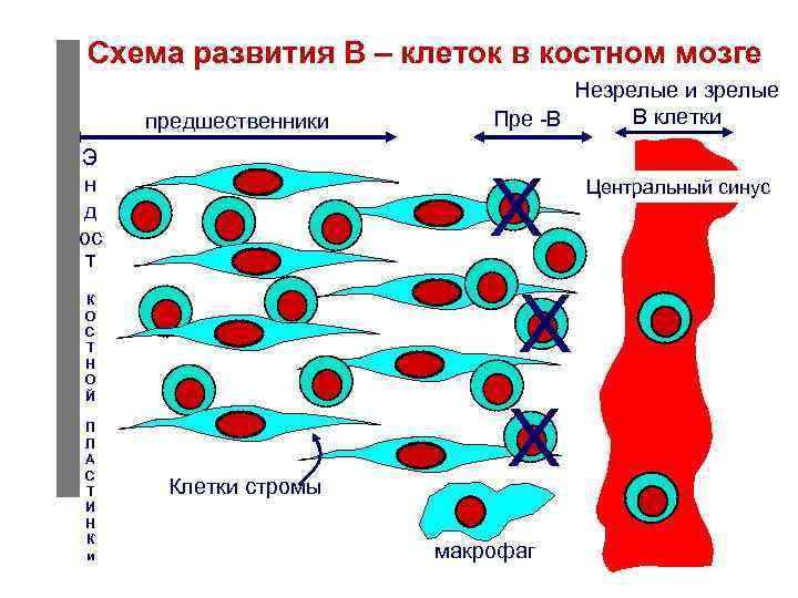 Развитие клетки. Схема развития клеток. Схема развития т клеток. Развитие клеток в костном мозге. Эволюция клетки схема.