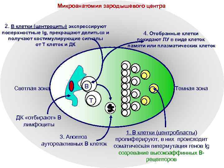 Микроанатомия зародышевого центра 2. B клетки (центроциты) экспрессируют поверхностные Ig, прекращают делиться и получают