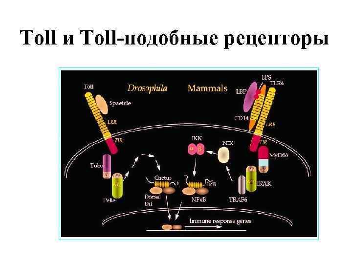 Toll и Toll-подобные рецепторы 