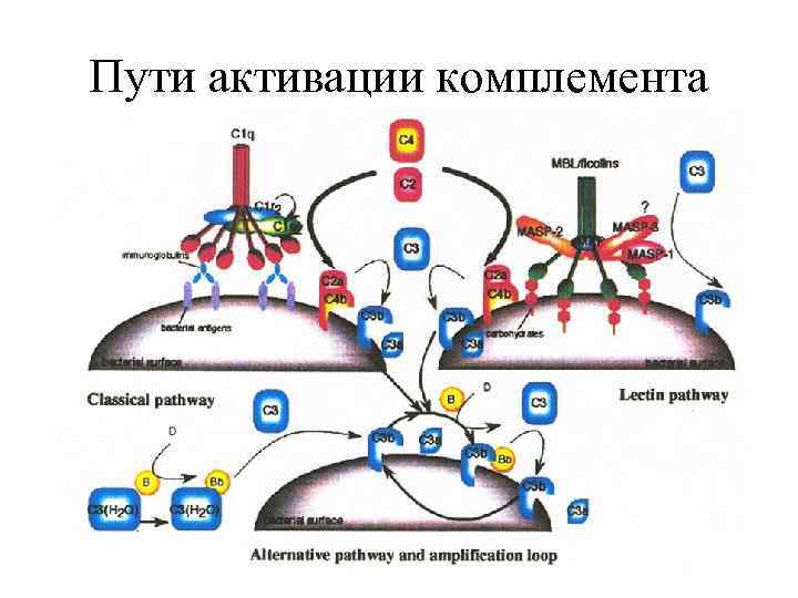 Пути активации комплемента