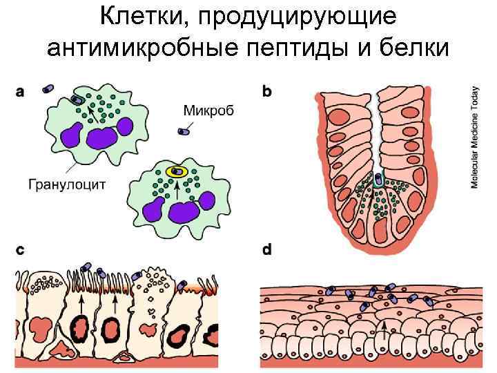 Клетки, продуцирующие антимикробные пептиды и белки 