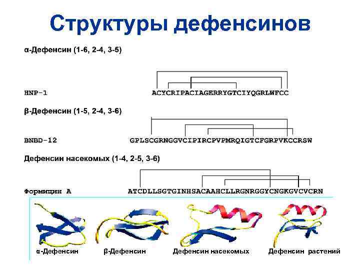 Структуры дефенсинов α-Дефенсин β-Дефенсин насекомых Дефенсин растений 