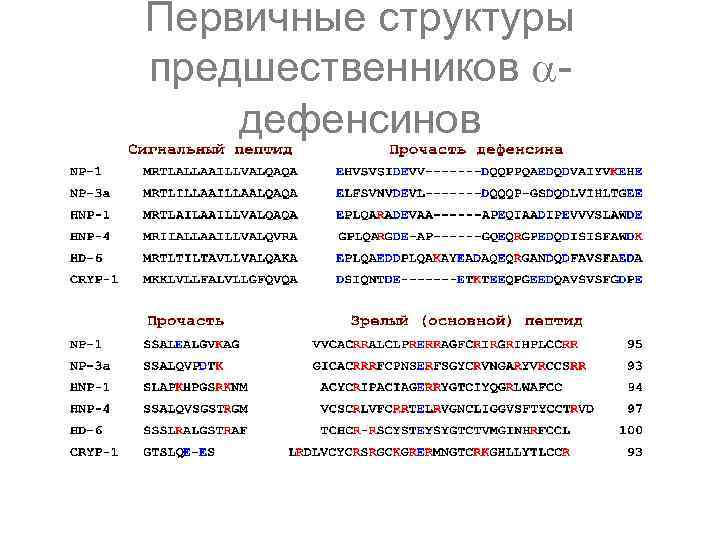 Первичные структуры предшественников дефенсинов 