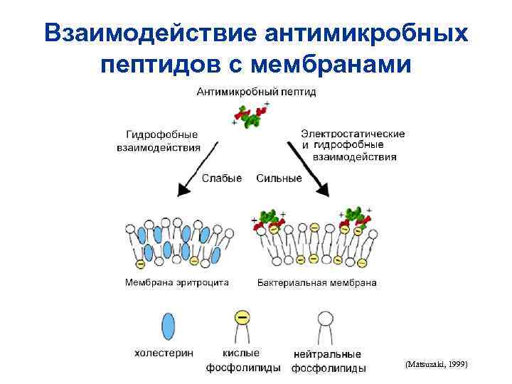 Взаимодействие антимикробных пептидов с мембранами (Matsuzaki, 1999) 