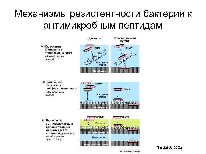 Механизмы резистентности бактерий к антимикробным пептидам (Peschel A. , 2002) 