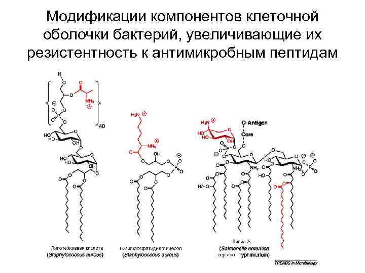 Модификации компонентов клеточной оболочки бактерий, увеличивающие их резистентность к антимикробным пептидам 