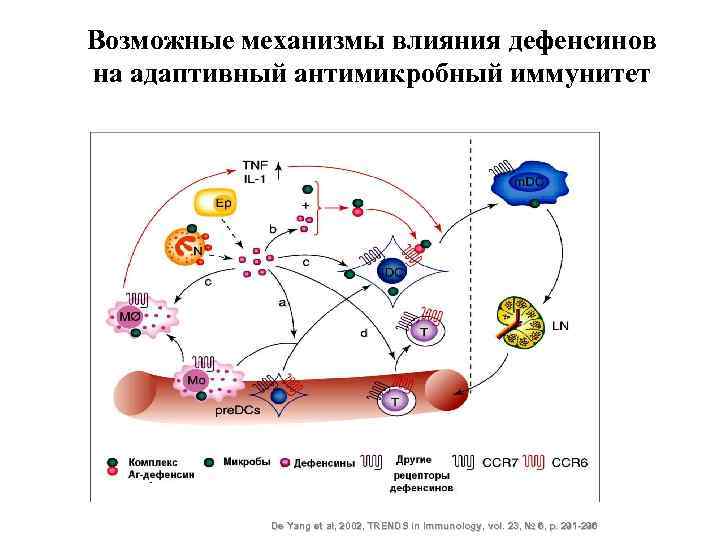 Возможные механизмы влияния дефенсинов на адаптивный антимикробный иммунитет De Yang et al, 2002, TRENDS