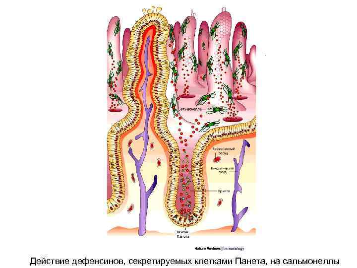 Действие дефенсинов, секретируемых клетками Панета, на сальмонеллы 