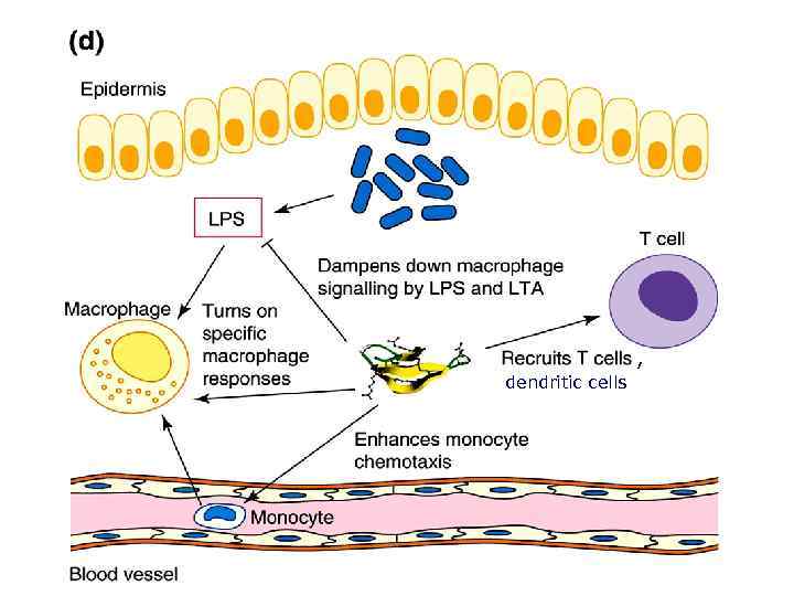 , dendritic cells 