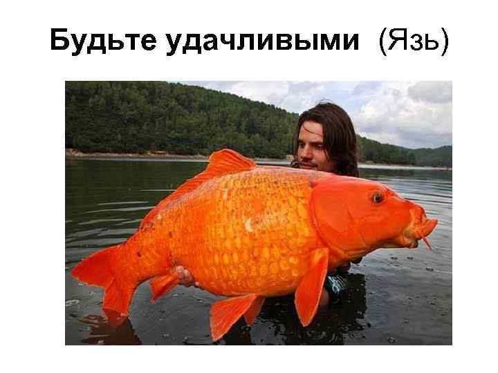 Будьте удачливыми (Язь) 
