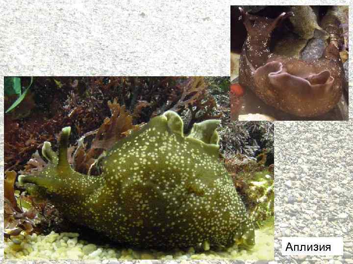 Аплизия 