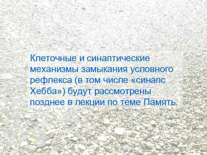 Клеточные и синаптические механизмы замыкания условного рефлекса (в том числе «синапс Хебба» ) будут
