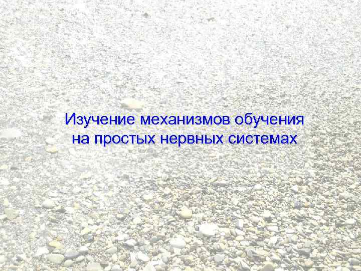 Изучение механизмов обучения на простых нервных системах 