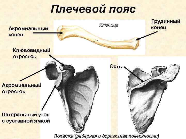 Плечевой пояс Акромиальный конец Ключица Грудинный конец Клювовидный отросток Ость Акромиальный отросток Латеральный угол