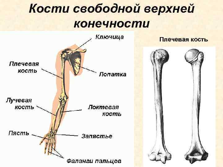 Кости свободной верхней конечности Плечевая кость 