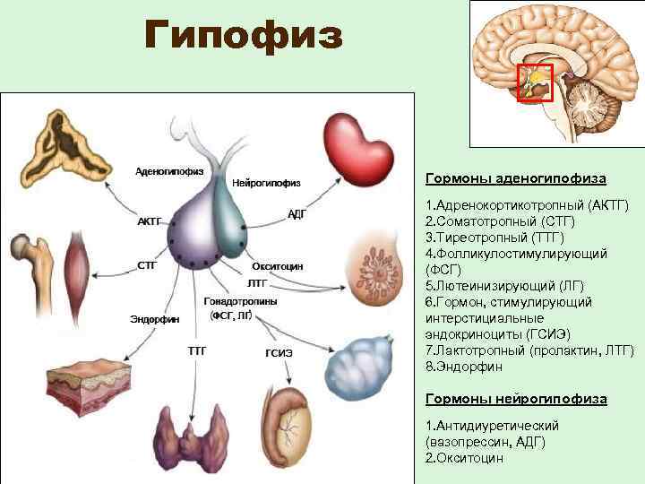Гипофиз Гормоны аденогипофиза 1. Адренокортикотропный (АКТГ) 2. Соматотропный (СТГ) 3. Тиреотропный (ТТГ) 4. Фолликулостимулирующий