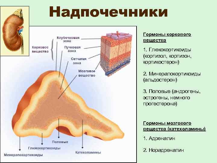 Надпочечники Гормоны коркового вещества 1. Глюкокортикоиды (кортизол, кортизон, кортикостерон) 2. Минералокортикоиды (альдостерон) 3. Половые