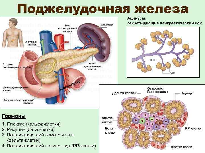  Поджелудочная железа Ацинусы, секретирующие панкреатический сок Гормоны 1. Глюкагон (альфа-клетки) 2. Инсулин (бета-клетки)