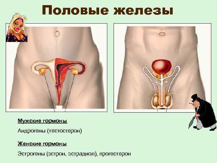  Половые железы Мужские гормоны Андрогены (тестостерон) Женские гормоны Эстрогены (эстрон, эстрадиол), прогестерон 