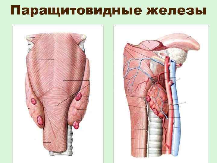 Паращитовидные железы 