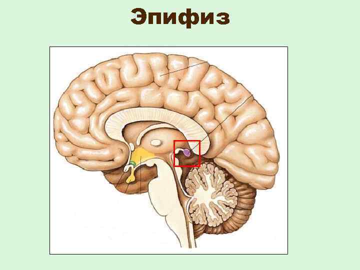 Эпифиз 