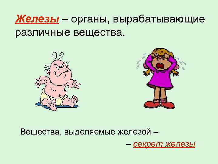 Железы – органы, вырабатывающие различные вещества. Вещества, выделяемые железой – – секрет железы 