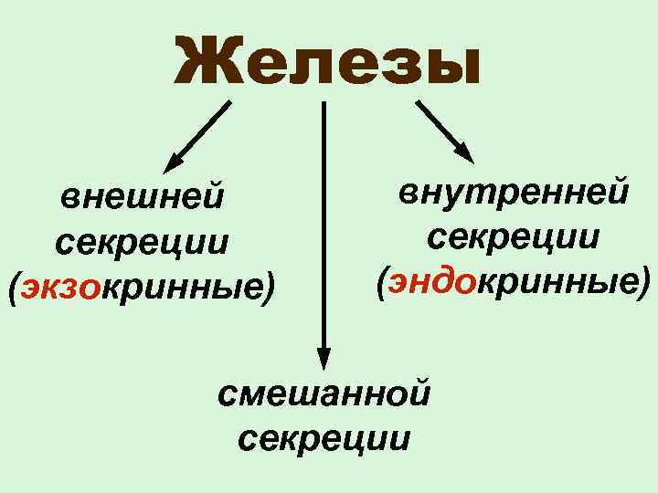  Железы внешней внутренней секреции (экзокринные) (эндокринные) смешанной секреции 