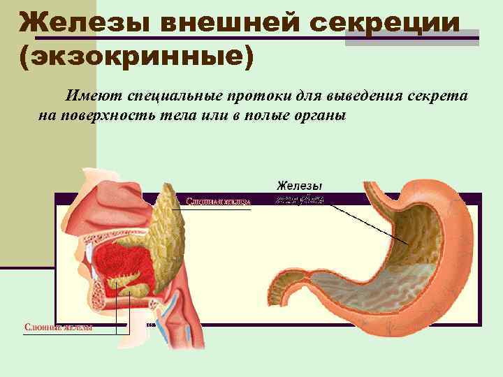 Экзокринная железа