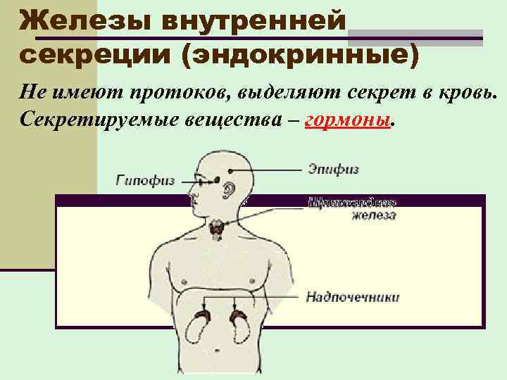 Железы внутренней секреции (эндокринные) Не имеют протоков, выделяют секрет в кровь. Секретируемые вещества –