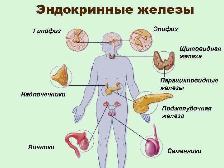  Эндокринные железы Гипофиз Эпифиз Щитовидная железа Паращитовидные железы Надпочечники Поджелудочная железа Яичники Семенники
