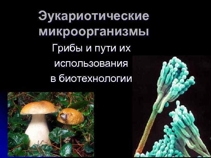 Эукариотические микроорганизмы Грибы и пути их использования в биотехнологии 