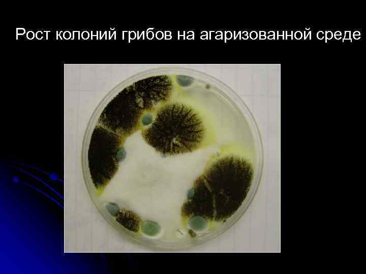 Рост колоний грибов на агаризованной среде 