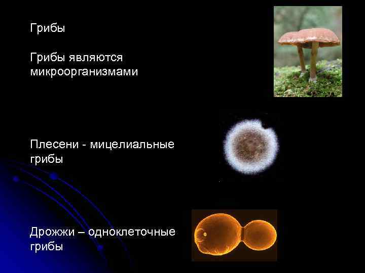 В каких биотехнологиях используют одноклеточные грибы. Одноклеточные грибы. Одноклеточные грибы в биотехнологии. Одноклеточными грибами являются. Одноклеточные микроорганизмы грибы.