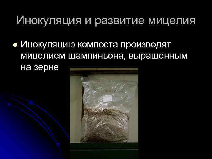 Инокуляция и развитие мицелия l Инокуляцию компоста производят мицелием шампиньона, выращенным на зерне 