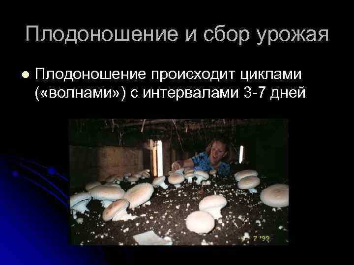 Плодоношение и сбор урожая l Плодоношение происходит циклами ( «волнами» ) с интервалами 3