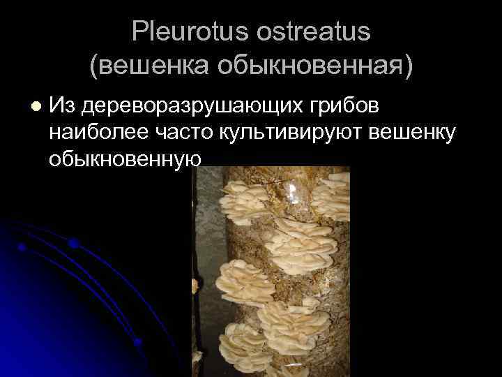Pleurotus ostreatus (вешенка обыкновенная) l Из дереворазрушающих грибов наиболее часто культивируют вешенку обыкновенную 