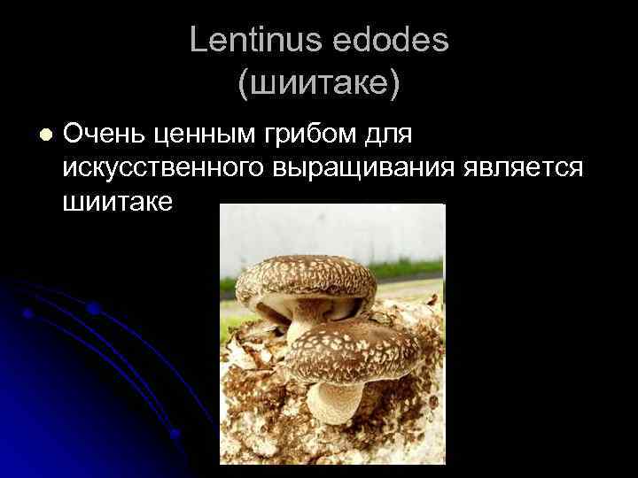 Lentinus edodes (шиитаке) l Очень ценным грибом для искусственного выращивания является шиитаке 