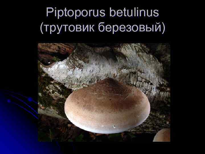Piptoporus betulinus (трутовик березовый) 