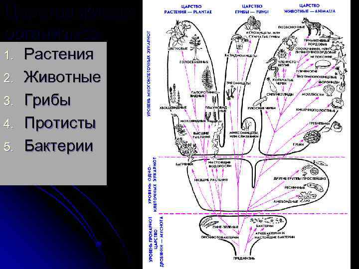Царства живых организмов 1. 2. 3. 4. 5. Растения Животные Грибы Протисты Бактерии 