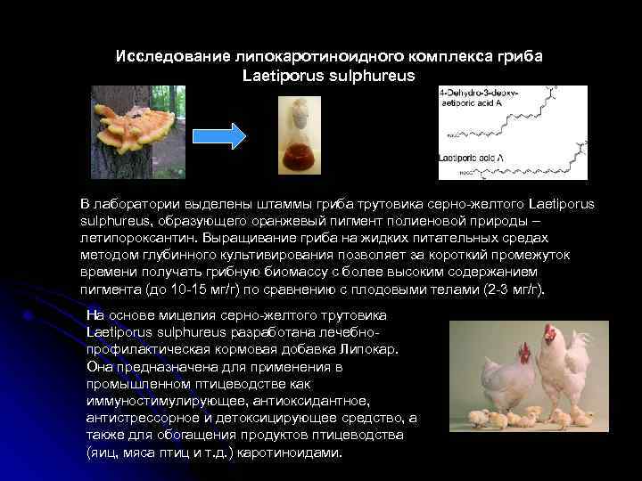 Исследование липокаротиноидного комплекса гриба Laetiporus sulphureus В лаборатории выделены штаммы гриба трутовика серно-желтого Laetiporus