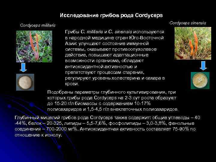 Исследование грибов рода Cordyceps sinensis Cordyceps militaris Грибы C. militaris и C. sinensis используются