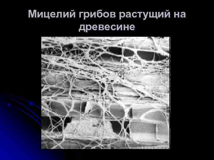 Мицелий грибов растущий на древесине 